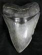 Huge, Serrated Megalodon Tooth #28161-1